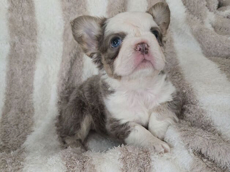 Stunning Litter of French Bulldog Puppies