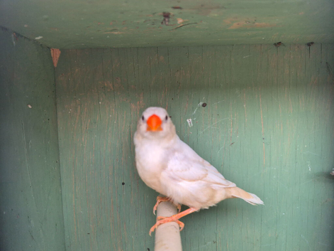 Zebra finches