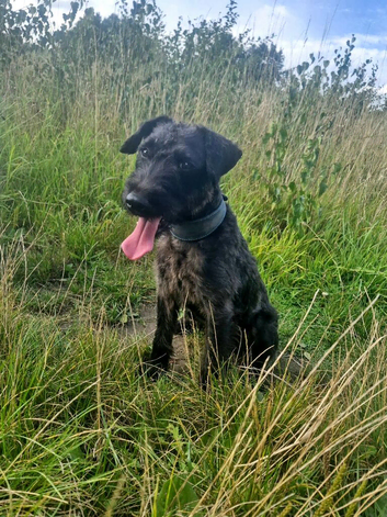 Patterdale x Lakeland Terrier