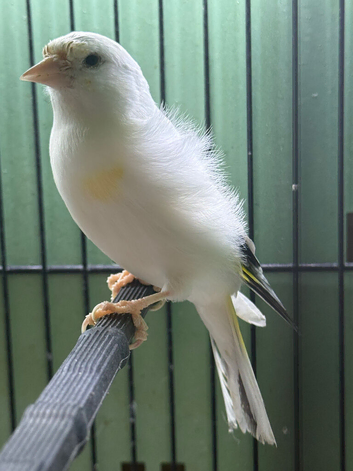 Pied Siberian Goldfinch Hen