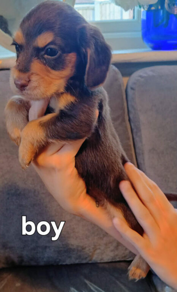 Working cocker spaniel puppies