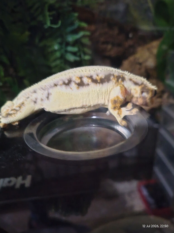 Lily white crested gecko