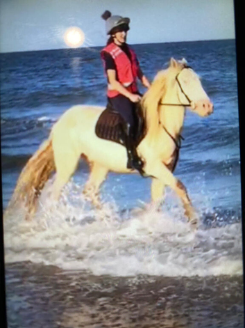 San cler bred cob ride and drive