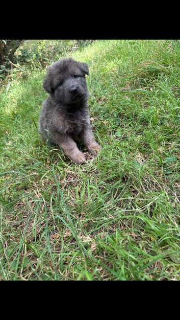 8 Stunning German Shepherd pups