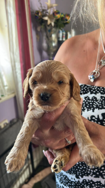 Cavapoo puppies ready end of july
