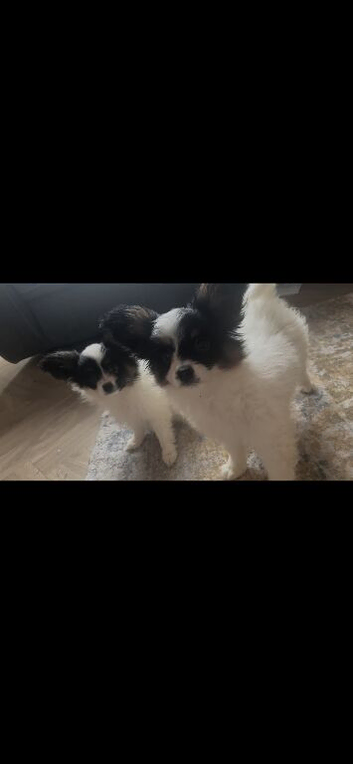 Beautiful puppies for sale
