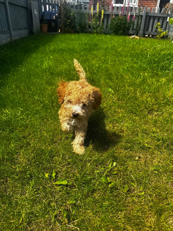 Cockapoo puppies