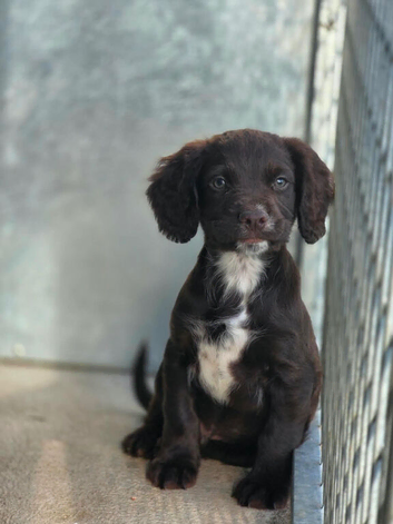 Sprocker Spaniel Male Pup