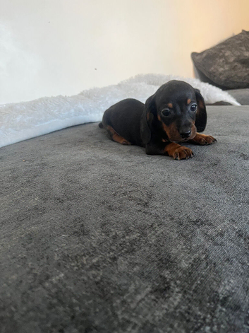 1 black tan boy available