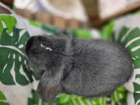 Gorgeous bunnies