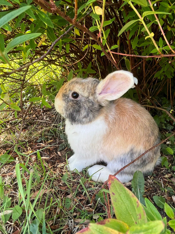Gorgeous (7 Month Old) Mini Lop Mix Buck