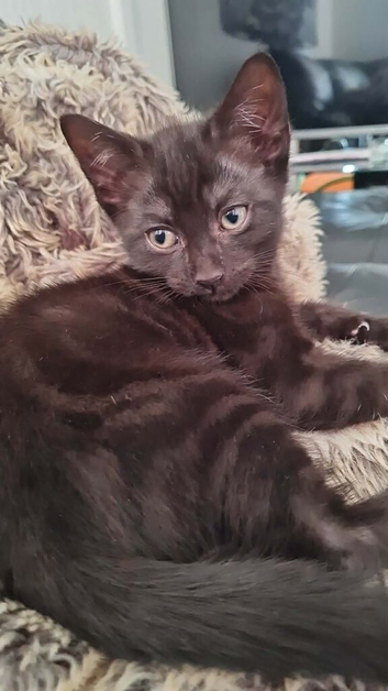 9 week old baby girl kitten