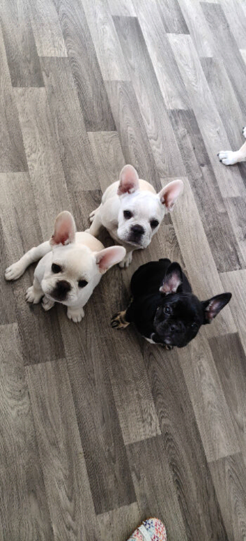 French bulldog puppies, KC registered for sale