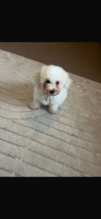 Bichon frise 1 Boy left