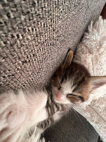 Mum is a ragdoll kittens ragdoll cross