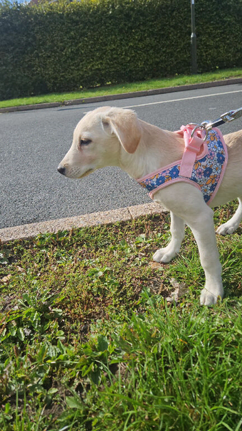 Labrador pup 10 months old
