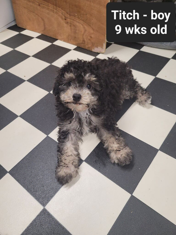 Toy Poodles X for sale