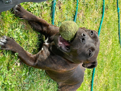 11 month old Staffy bitch kc reg