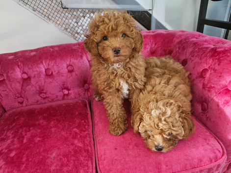 BEAUTIFUL F.1.B PUPPIES