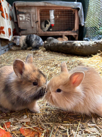 3 beautiful bunnies