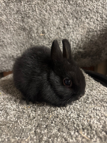 Netherland dwarf babies
