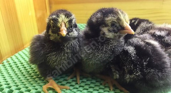 Little chick  available