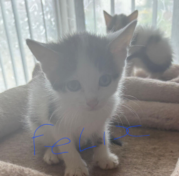 Domestic shorthair kittens