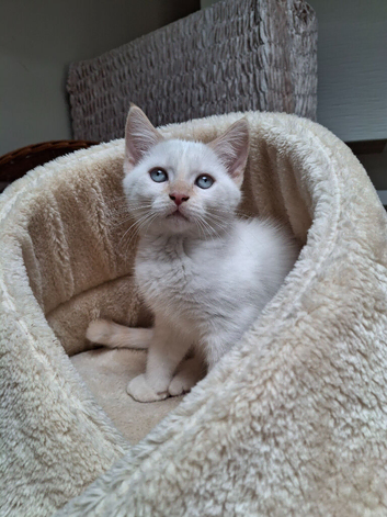 Last boy  with blue eyes Siberian / Neva Masquerade