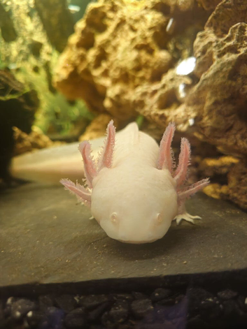 White Albino Axolotl for Sale &ndash; 1.5 Years Old