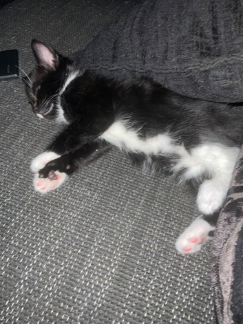 Tuxedos and a black kitten