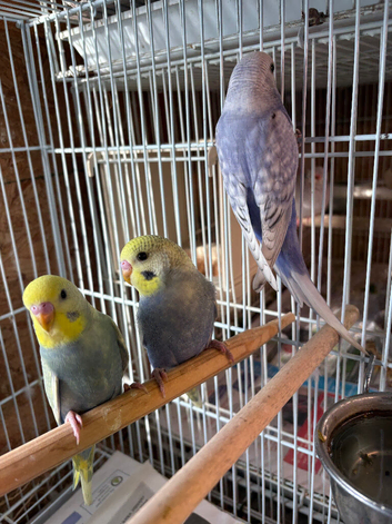 Budgies 4 sale