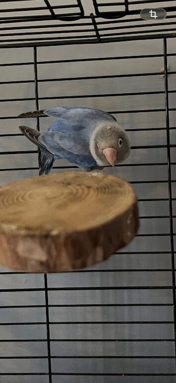 Male love bird, looking for an aviary home