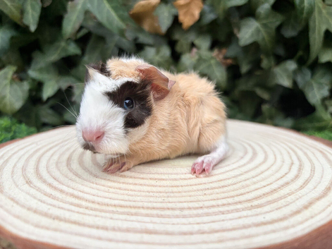 Beautiful baby boy piggies