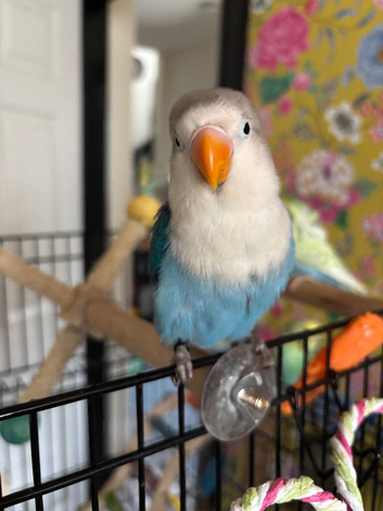 Hand tame love bird
