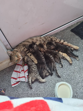 Bengal x kittens