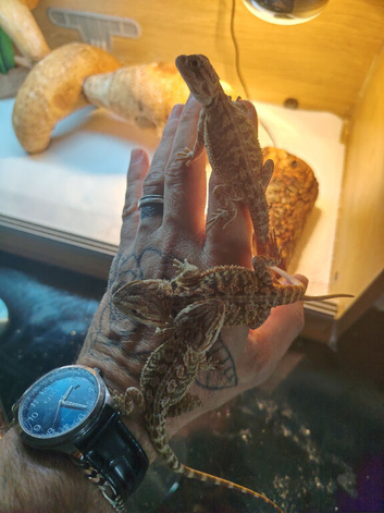10 weeks old baby bearded dragons