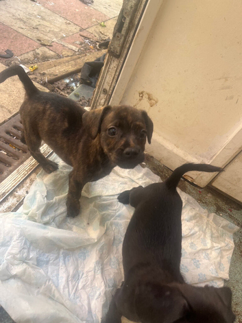 2x FrenchiexCockapoo boys