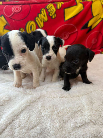 Miniature jack russel