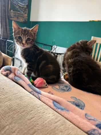 Kitten ready to go now!!!