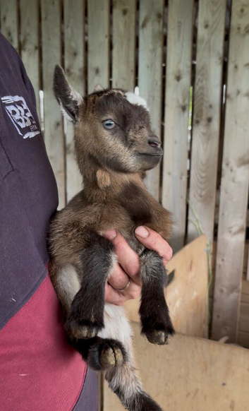 Adorable Pygmy goat babies, nannys and wethers