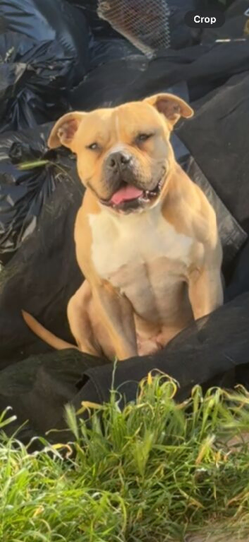 5 year old bully for rehoming