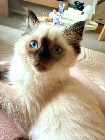 Seal colorpoint Ragdoll