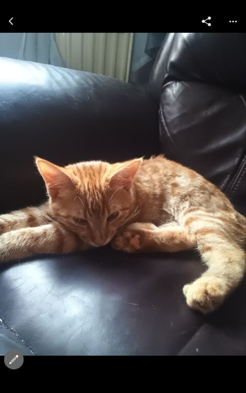 Kitten wee ginger boy