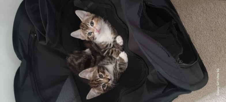 Lovely boy and girl kittens