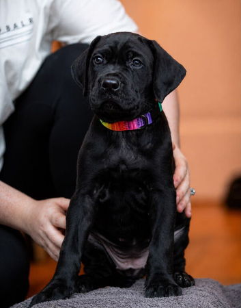 Cane Corso x Presa Canario