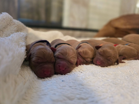 KC Registered Dark fox red labrador puppies