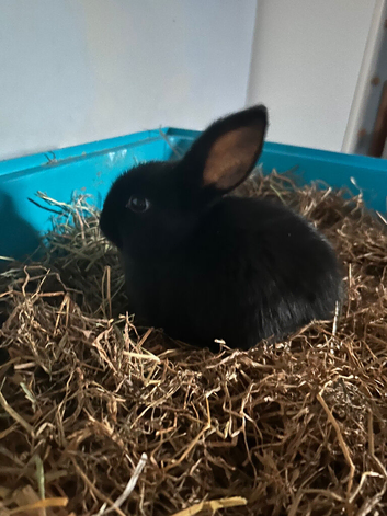 Mini lop cross: Ready to leave