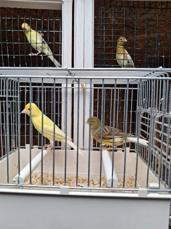 Spanish Raza Adult Pairs for sale