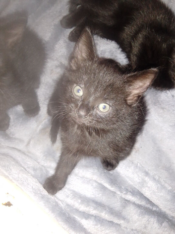 Kittens for sale *READY NOW*