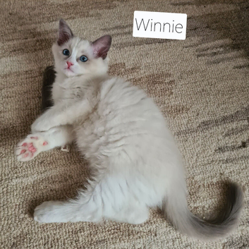 Beautiful bicolor ragdoll boy